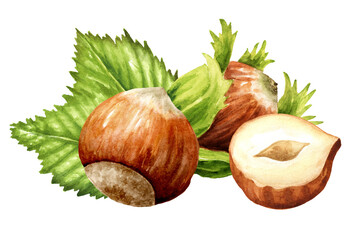 Hazelnut  kernels and leaves. Hand drawn watercolor illustration isolated on white background