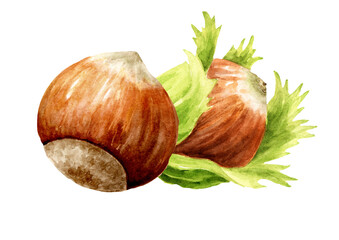 Hazelnut  kernels and leaves. Hand drawn watercolor illustration isolated on white background