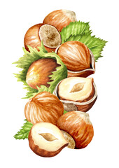 Hazelnut  kernels and leaves. Hand drawn watercolor illustration isolated on white background