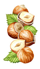 Hazelnut  kernels and leaves. Hand drawn watercolor illustration isolated on white background