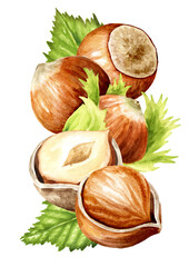 Hazelnut  kernels and leaves. Hand drawn watercolor illustration isolated on white background