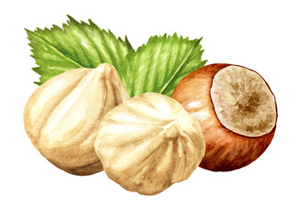 Hazelnut  kernels and leaves. Hand drawn watercolor illustration isolated on white background