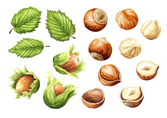 Hazelnut  kernels and leaves. Hand drawn watercolor illustration isolated on white background