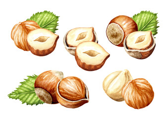 Hazelnut  kernels and leaves. Hand drawn watercolor illustration isolated on white background