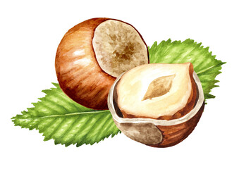 Hazelnut  kernels and leaves. Hand drawn watercolor illustration isolated on white background