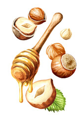 Sweet honey with wooden dipper and hazelnut nuts. Hand drawn watercolor illustration, isolated on white background