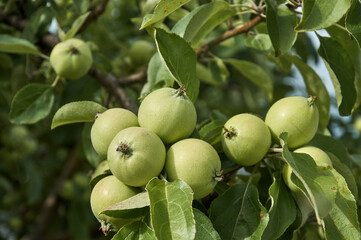 Young green apples ripening on a tree branch. Blurred background. Close-up