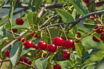 Obraz premium Lots of ripe cherries on a tree on a sunny summer day