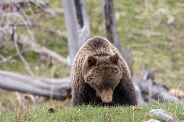Grizzly Bear in Springtime in Yellowstone National Park Wyoming