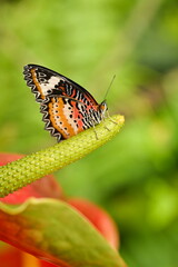 Beautiful colorful exotic butterfly sitting on a flower - close-up photography
