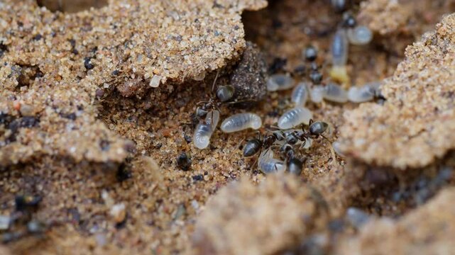 Black ants remove their larvae, macro photography