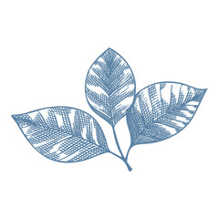 Botanical blue wedding flower on white background. Hand drawn floral, flower and leaf branch in toile de jouy style. Line art for wedding, monogram, invitation, greeting, logo, birthday cards