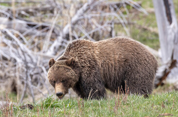 Obraz premium Grizzly Bear in Springtime in Yellowstone National Park Wyoming