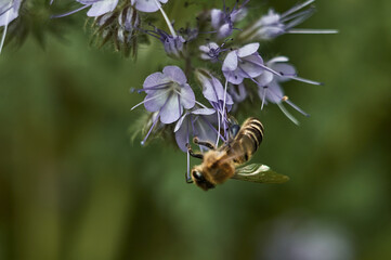 Honey bee on a purple phacelia flower