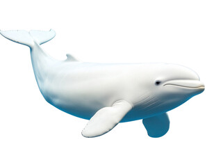 Realistic Beluga Whale Swimming in Clear Arctic Water, isolated on transparent background PNG