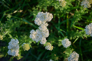 Common yarrow (Achillea) white flowers close up. Medicinal organic natural herbs, plants concept. Wild yarrow, wildflower.п