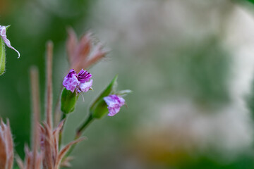 Close-up of elongated green seed pods with fading purple petals, captured with selective focus and a soft bokeh background in a summer setting.