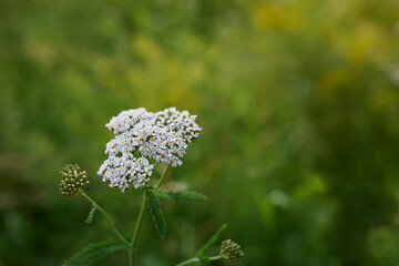 Common yarrow (Achillea) white flowers close up. Medicinal organic natural herbs, plants concept....