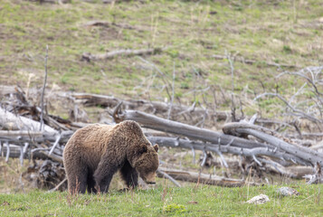 Grizzly Bear in Springtime in Yellowstone National Park Wyoming