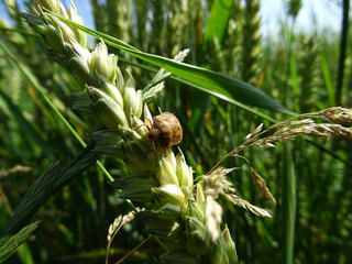Eurygaster integriceps is a pest of agricultural plants in natural conditions
