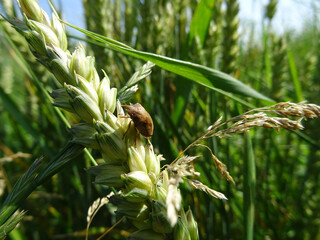 Eurygaster integriceps is a pest of agricultural plants in natural conditions