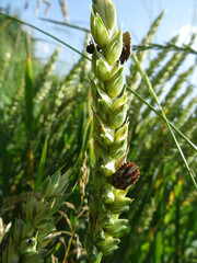 Eurygaster integriceps is a pest of agricultural plants in natural conditions