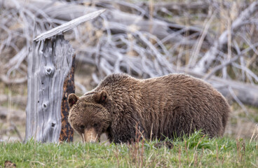 Obraz premium Grizzly Bear in Springtime in Yellowstone National Park Wyoming