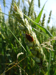 Eurygaster integriceps is a pest of agricultural plants in natural conditions