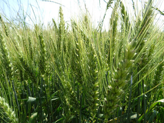 Ripe ear of wheat in a pocket, background close-up image
