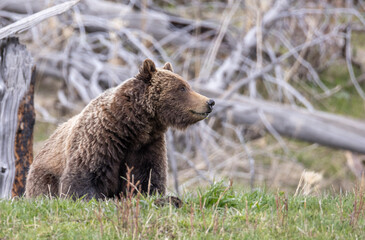 Fototapeta premium Grizzly Bear in Springtime in Yellowstone National Park Wyoming