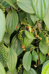 Pimenta do reino verde