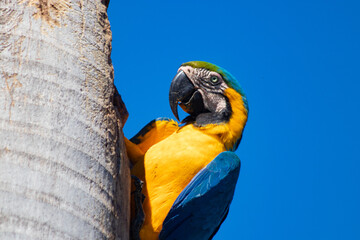 Macaw Brazilian exotic bird Arara Caninde © Fernando Branco