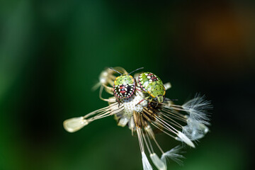 Macro image of two vibrant beetles on a dandelion head with selective focus, revealing rich...