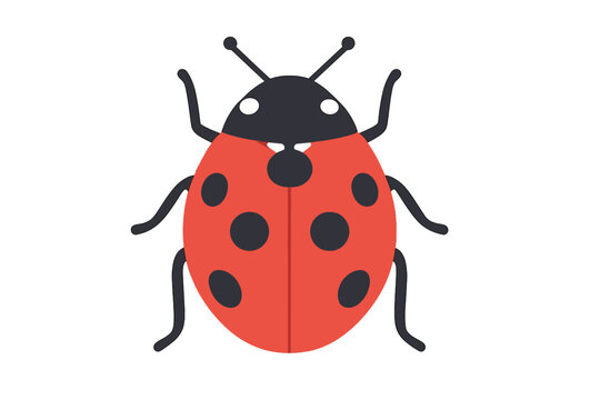 Colorful ladybug illustration on a white background suitable for educational and artistic purposes