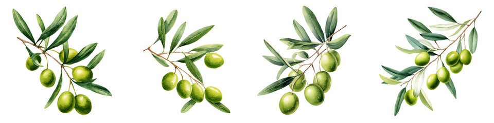 Watercolor Olive Branches Collection: Greenery Illustration for Mediterranean Themes