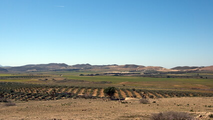 Farm growing olive trees at the edge of the Roman ruins at Oudna, Tunisia