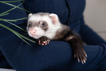 cute ferret in hands exotic pet