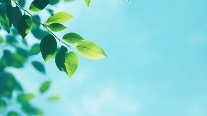 青空に映える緑の葉・爽やかな新緑の枝葉が広がる自然イメージ