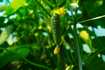 Fresh green young cucumbers are growing in the greenhouse.