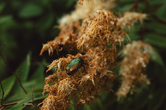 green maybug on a branch and grass