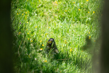 Curious Marmot Peeking Through Alpine Meadow in Swiss National Park