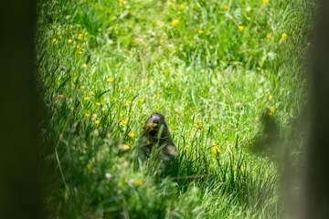 Curious Marmot Peeking Through Alpine Meadow in Swiss National Park