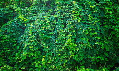A dense green wall of climbing ivy.