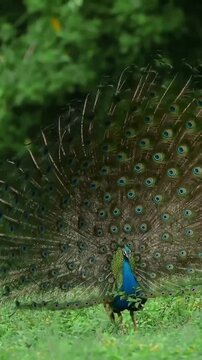 peacock on a green background