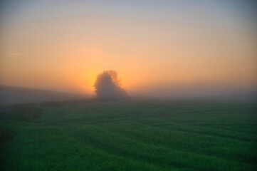 Silhouette eines Baumes im Nebel bei Sonnenaufgang