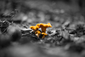 Leuchtende Pfifferlinge im Wald © MK_unterwegs