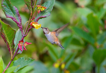 Kolibri auf Futtersuche