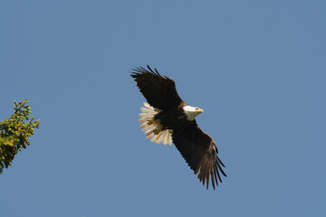 Weißkopfseeadler bereit zum Abheben