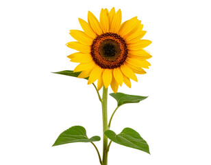 Obraz premium Side View of a Single Tall Sunflower Plant with Blossoming Inflorescence, isolated on transparent background PNG
