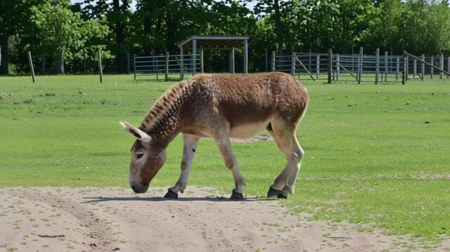 Zonkey, which is a cross between a donkey and a zebra